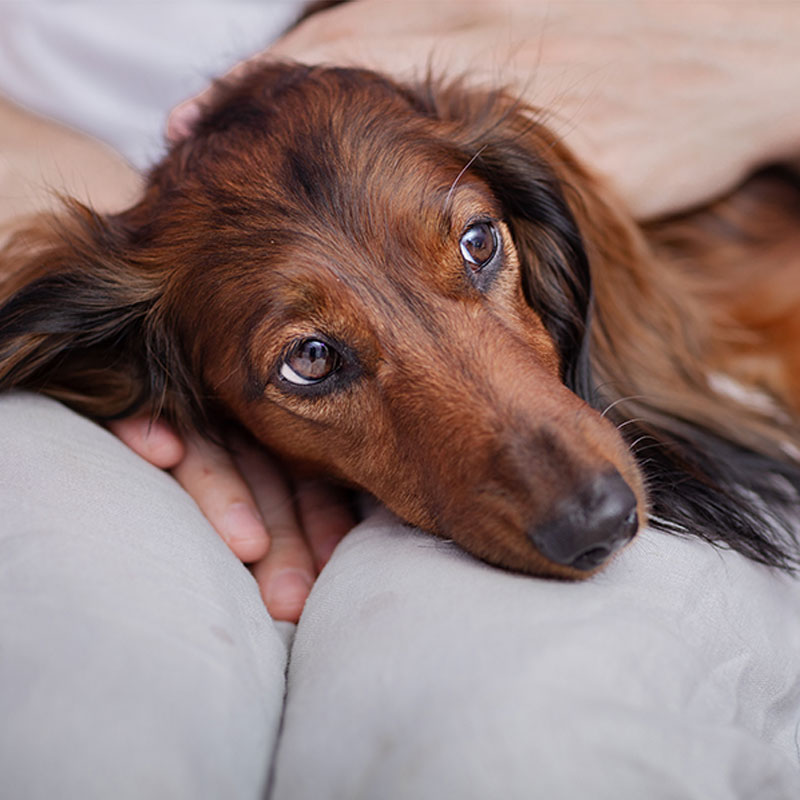 Lodging - Happy Dog Resort