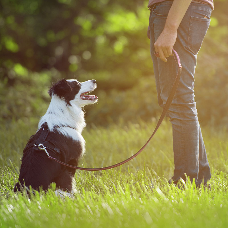 Training - Happy Dog Resort