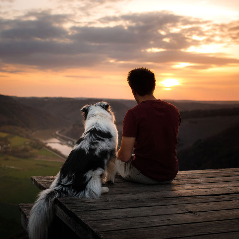 Training - Happy Dog Resort