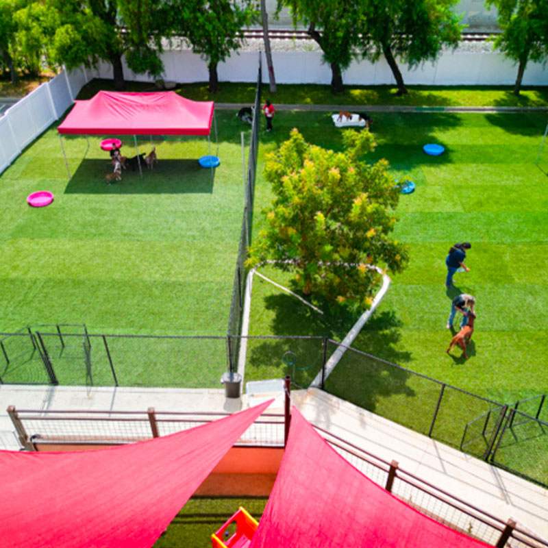 Day Camp Happy Dog Resort