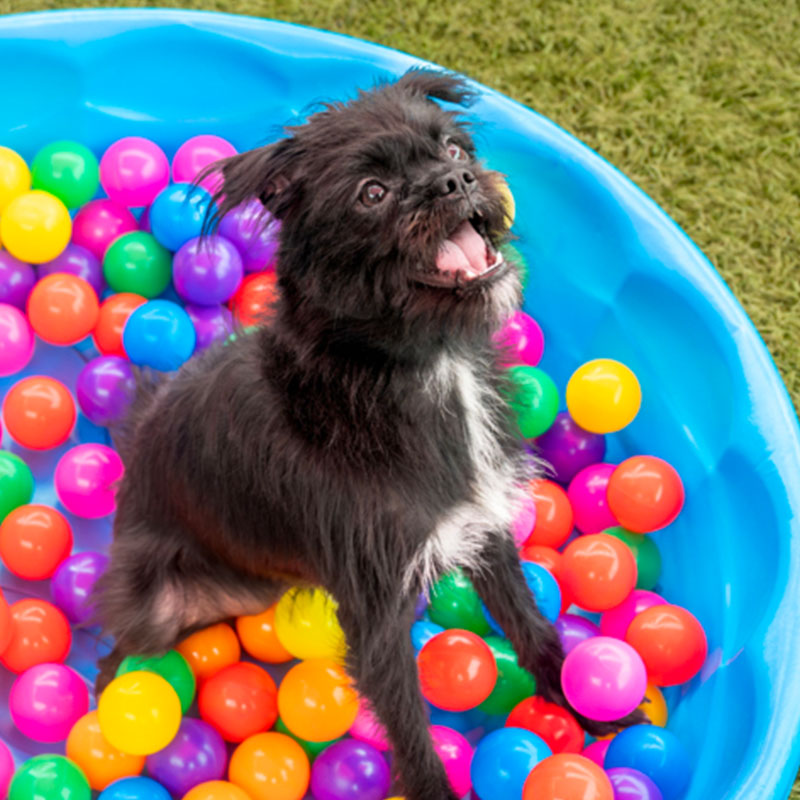 Training - Happy Dog Resort