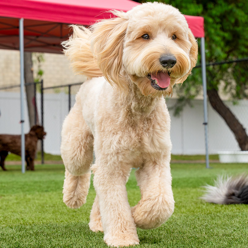 Training - Happy Dog Resort