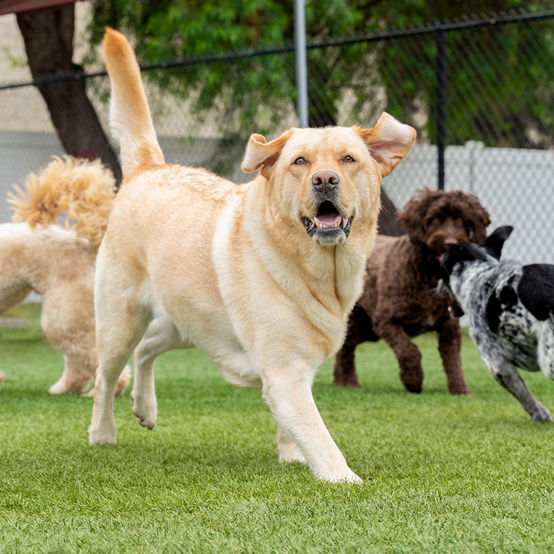 Training - Happy Dog Resort