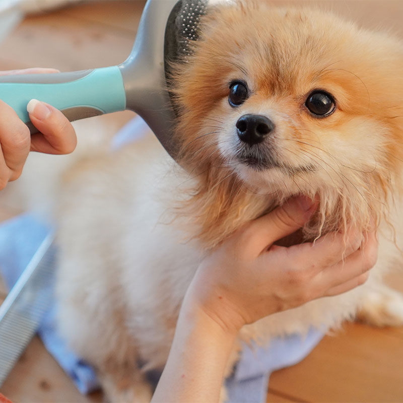 Grooming Happy Dog Resort