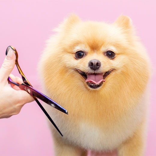 Grooming Happy Dog Resort